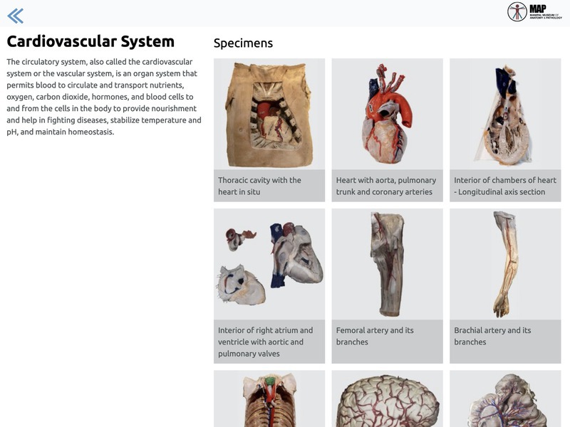 Screenshot of Museum of Anatomy & Pathology, KMC Manipal